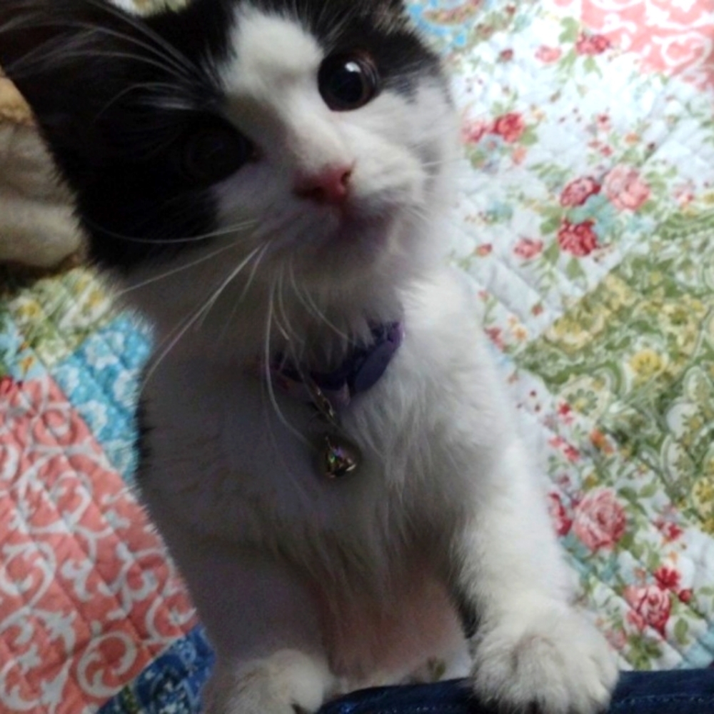 Newest Foster kitties Girl Anna